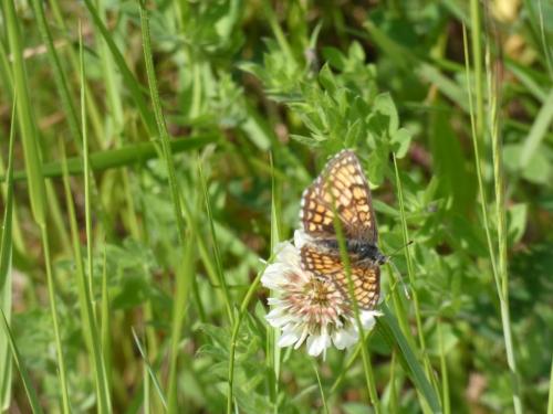 Melitaea parthenoides